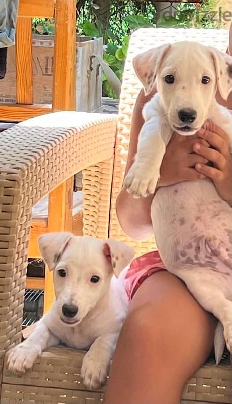 ذكر و نتاية جاك راسيل للبيع  jack russle male and female 4 month 0