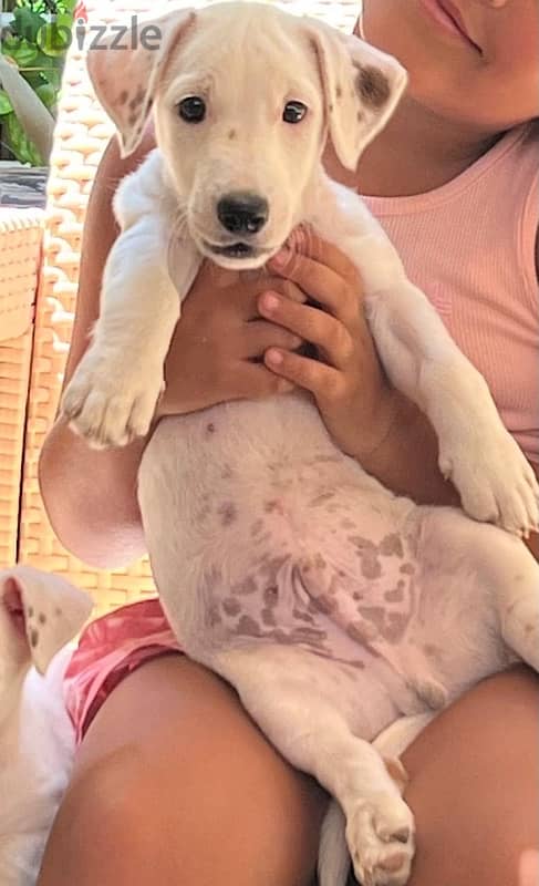 ذكر و نتاية جاك راسيل للبيع  jack russle male and female 4 month 1