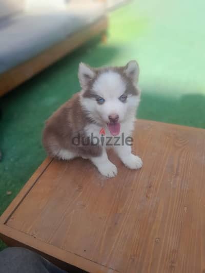 husky male puppy vaccinated هاسكي ولد 52 يوم