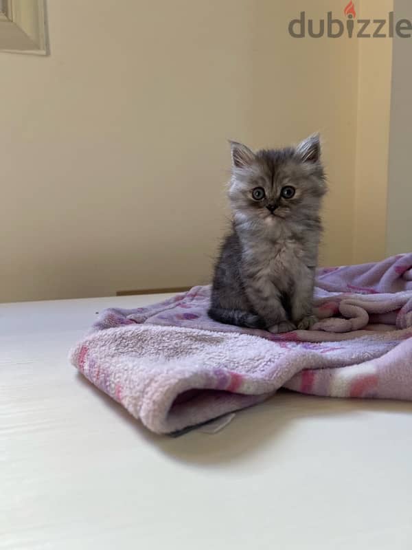 male kitten for free 7