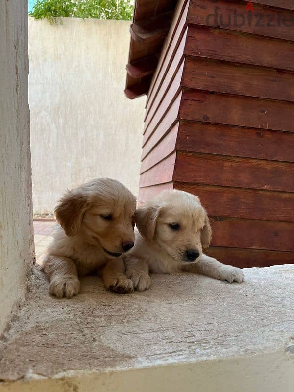 golden Retrivar 2