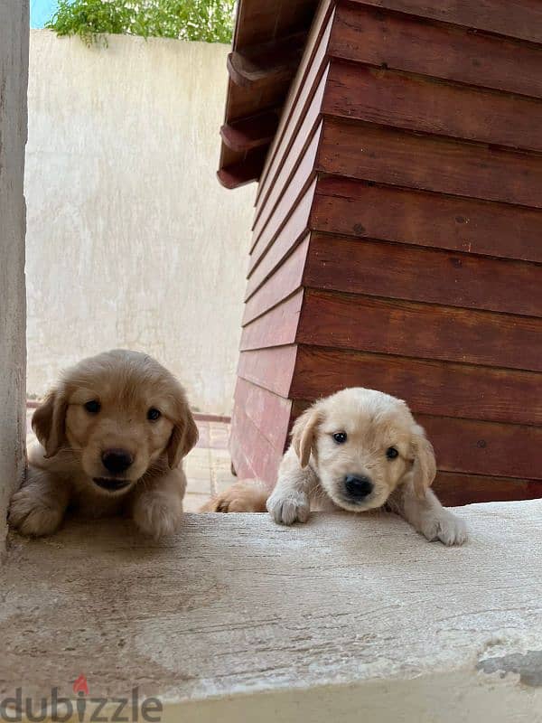 golden Retrivar 3