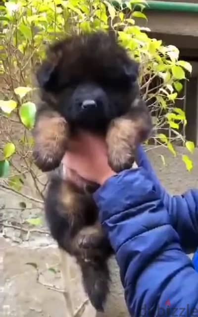 German Shepherd puppies for sale جراوي جيرمان شولاين للبيع