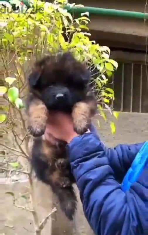 German Shepherd puppies for sale جراوي جيرمان شولاين للبيع 1