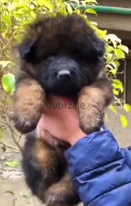 German Shepherd puppies for sale جراوي جيرمان شولاين للبيع 2