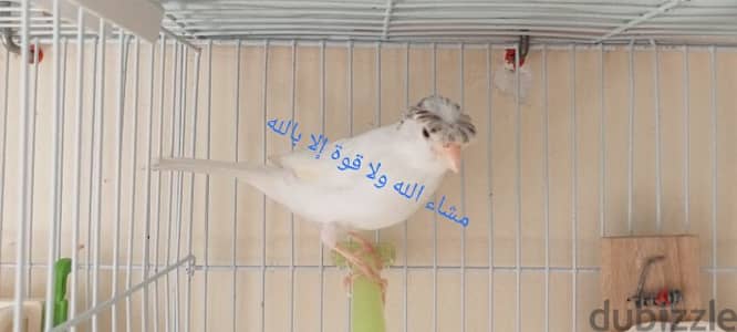 نتاية