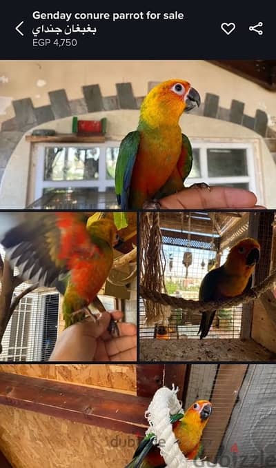 Genday Conure . بغبغان جنداي أليف