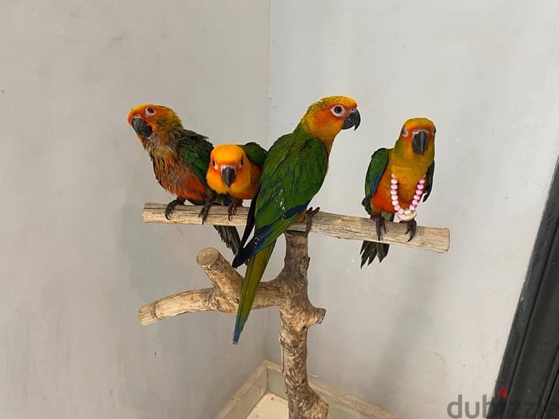 Genday Conure . بغبغان جنداي أليف 1