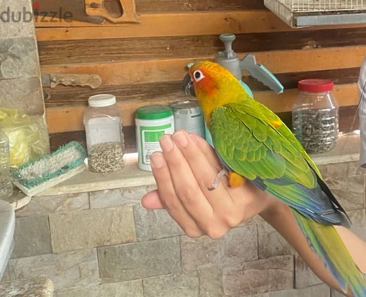 Genday Conure . بغبغان جنداي أليف 2