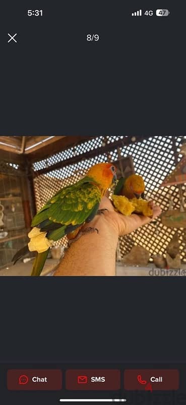 Genday Conure . بغبغان جنداي أليف 3