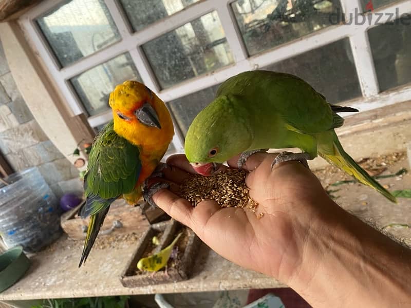 Genday Conure . بغبغان جنداي أليف 4