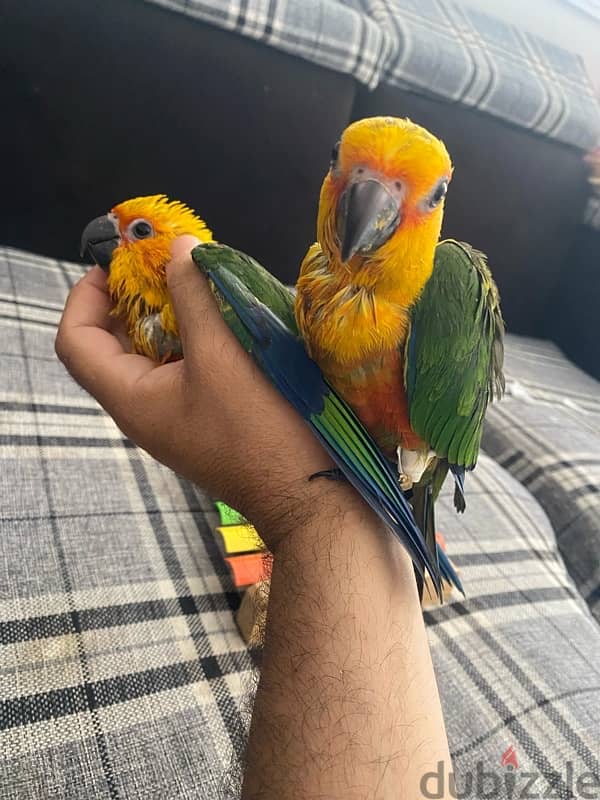 Genday Conure . بغبغان جنداي أليف 5