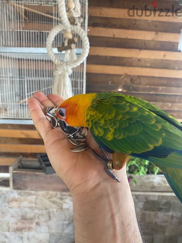 Genday Conure . بغبغان جنداي أليف 6