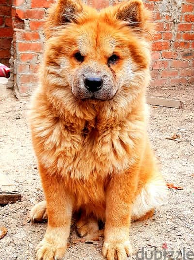 انثي جرو chow chow تشاو تشاو