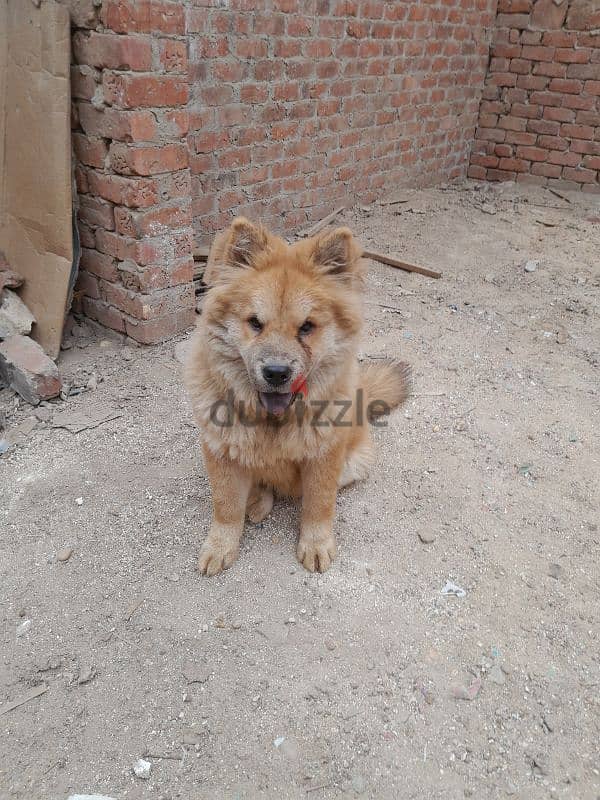 انثي جرو chow chow تشاو تشاو 1