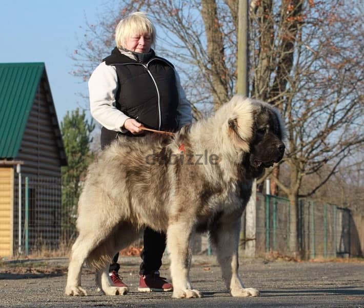 caucasian shepherd dog male for sale imported 0