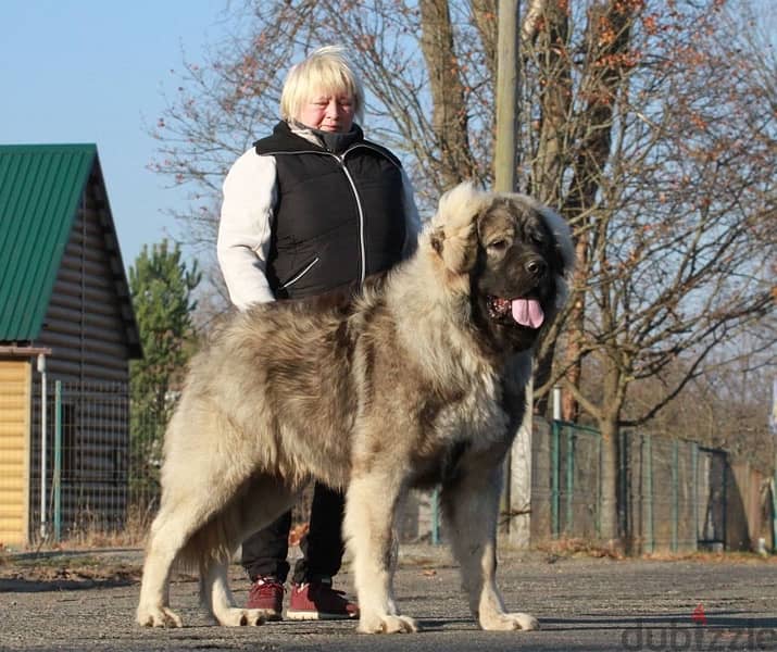 caucasian shepherd dog male for sale imported 1