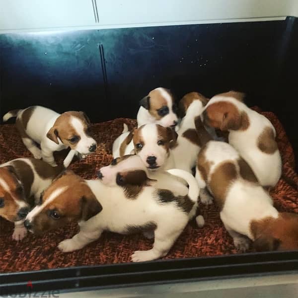 Jack Russell puppies 0