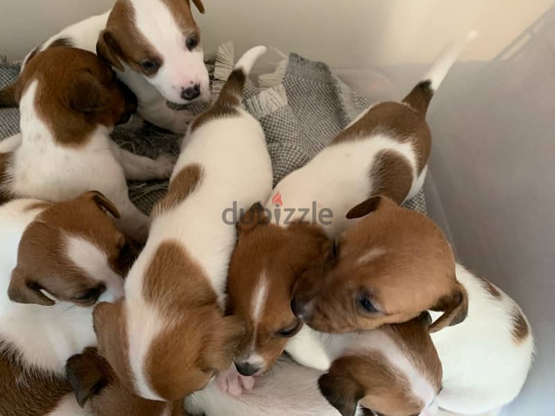 Jack Russell puppies 1