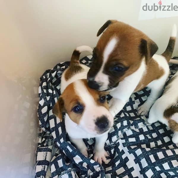 Jack Russell puppies 4