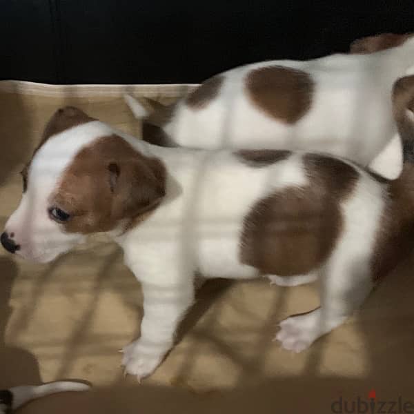 Jack Russell puppies 5