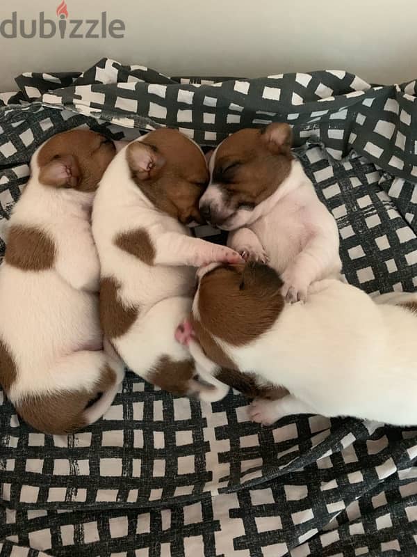 Jack Russell puppies 3