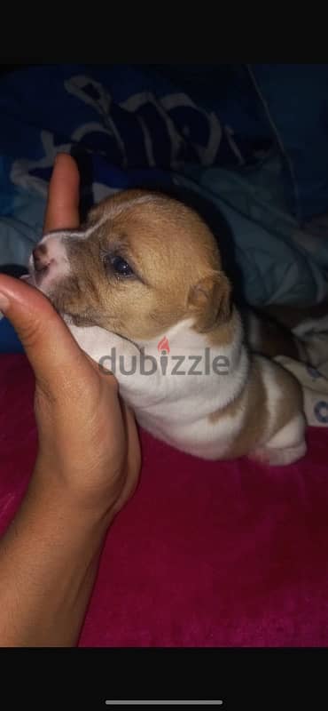 Jack Russell puppies 10