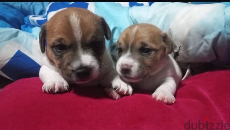 Jack Russell puppies 11