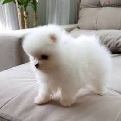 بومرينيان مواصفات عالميه بومرنيان  Pomeranian premium quality