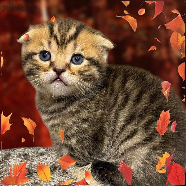 Scottish Fold Golden Tabby 0