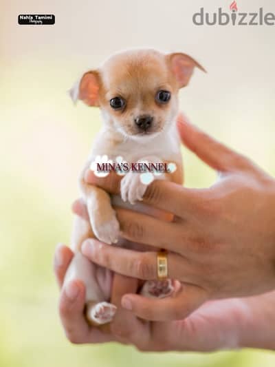 super chihuahua puppies mini size / متاح افضل جراوي شيواوا حجم ميني