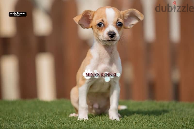 super chihuahua puppies mini size / متاح افضل جراوي شيواوا حجم ميني 1