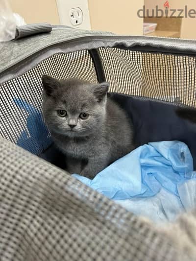 Scottish Fold kitten 50 days سكوتش فولد