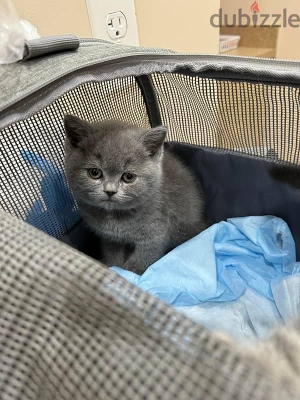 Scottish Fold kitten 50 days سكوتش فولد 0