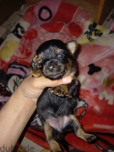 Chorkie