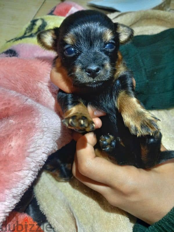 Chorkie ( Chihuahua & Yorkshire ) 3