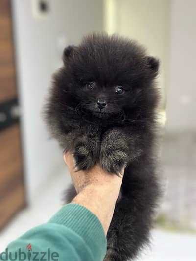 Pomeranian بومرينيان بومرينان