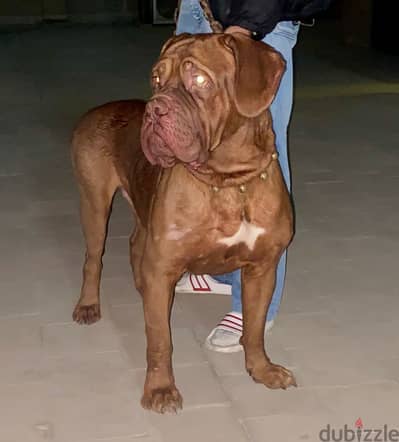 French Mastiff