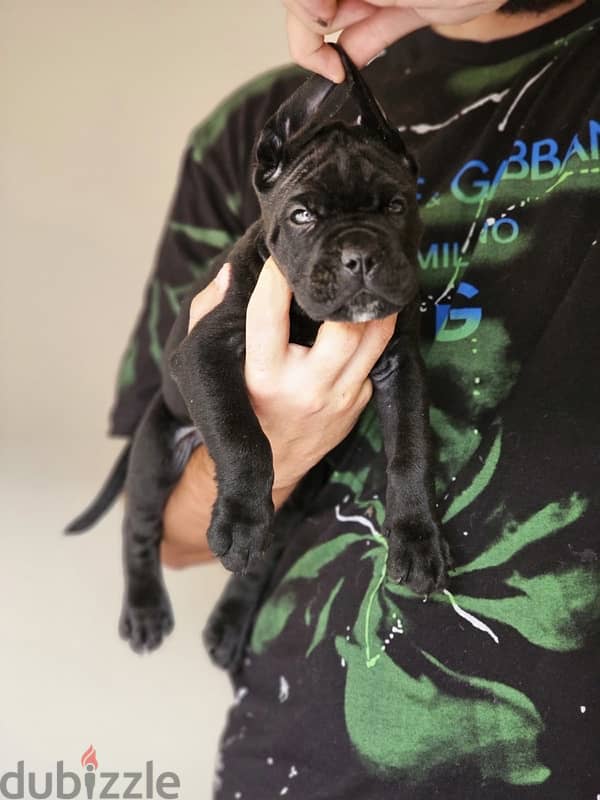 cane corso puppy 1