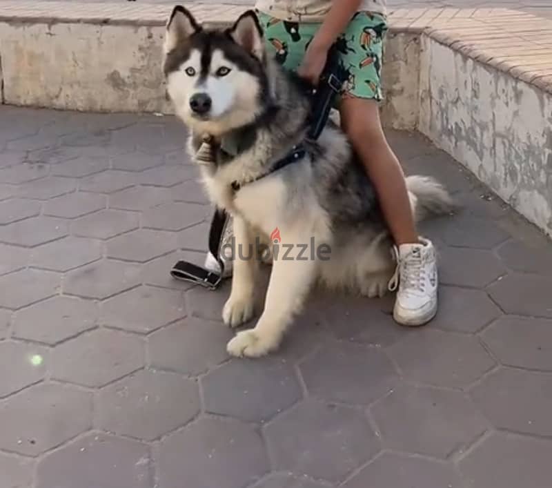 بيع نتايه ماشاء الله هاسكي بيور ابيض في رمادي لونج هير عيونها ملونه 1