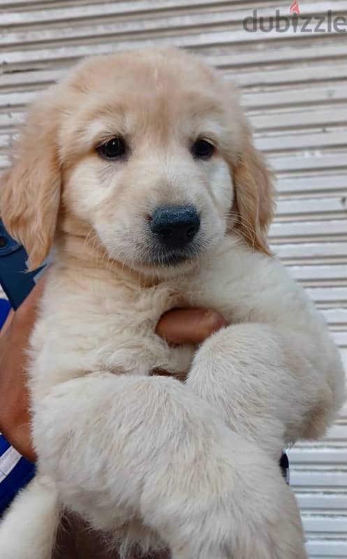 Golden Retriever Puppies 0