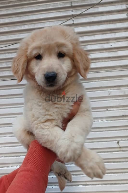 Golden Retriever Puppies 1