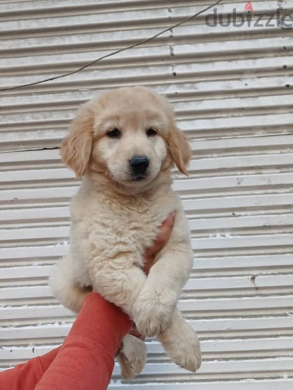 Golden Retriever Puppies 2