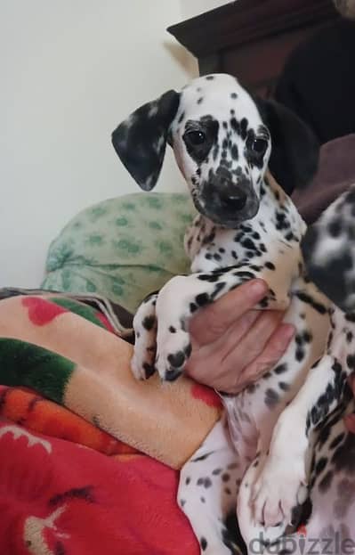 Dalmatian