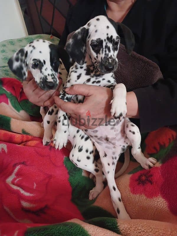 Dalmatian puppies 1