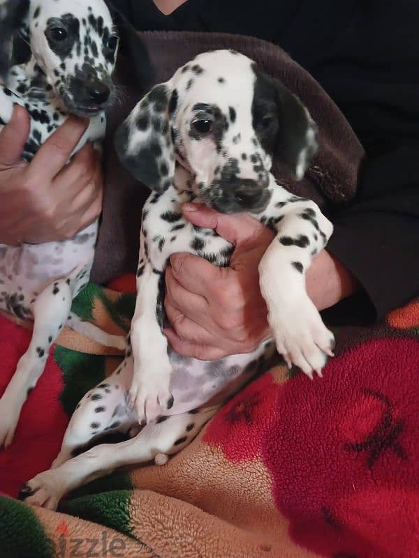 Dalmatian puppies 2