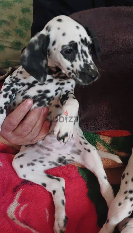 Dalmatian puppies 3