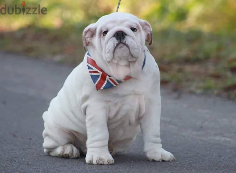 English Bulldog Male for Sale With Pedigree FCI ( Imported ) 0