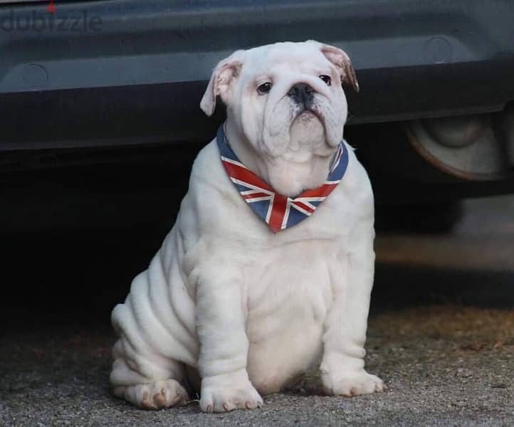 English Bulldog Male for Sale With Pedigree FCI ( Imported ) 1