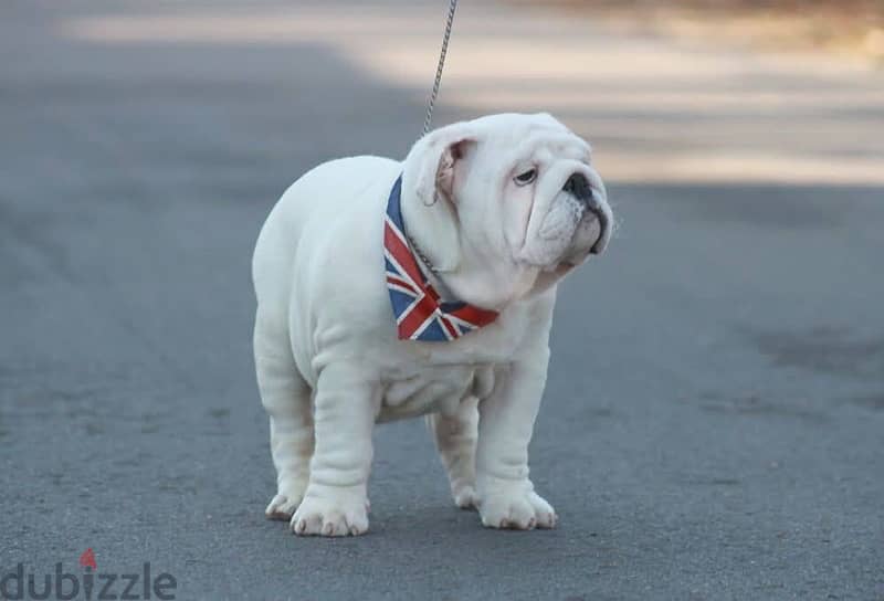 English Bulldog Male for Sale With Pedigree FCI ( Imported ) 2